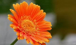 扶郎花花语与朵数 扶郎花花语与朵数象征着什么呢