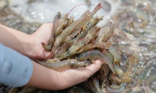基围虾过夜可以吃吗 基围虾过夜可以吃吗有毒吗