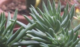 瓦松的种植方法和注意事项 瓦松怎么养
