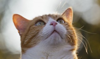 小猫怎么叫 小猫怎么叫喵喵喵小狗怎么叫汪汪汪