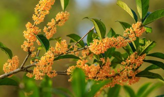 桂花籽有什么药用价值 桂花籽有什么好处吗