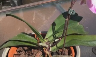 蝴蝶兰气根干瘪怎么回事 蝴蝶兰植物简介