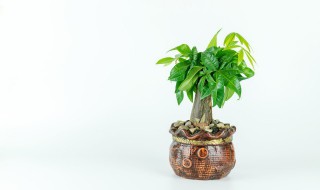 小发财树怎么养 发财树种植方法介绍