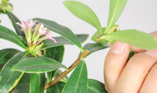 金边瑞香花冬季怎样养 金边瑞香花冬季如何养
