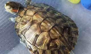 巴西龟不吃食会死吗 巴西龟不吃食会死么