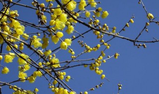 冬天有哪些花开放 冬天的时候哪些花会开呢