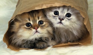 猫咪拉肚子怎么办，冬天猫咪拉肚子怎么办