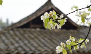 清明节花有什么寓意 详解清明节的花有哪些寓意