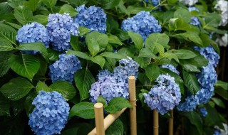 养殖绣球花的方法 绣球花怎么养
