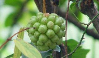 五味子怎么种植方法（五味子怎么种植方法图片）