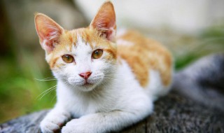 养一只流浪猫需要怎么做 养一只流浪猫要做些什么