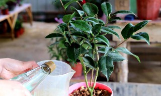 茶花哪种嫁接方法成活率最高 茶花怎么嫁接好