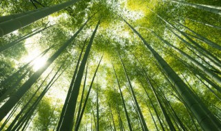 石竹苗种植方法和注意事项（石竹如何种植方法）