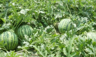 露地西瓜种植管理技术 露地西瓜种植管理技术是什么