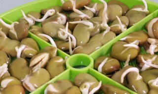 蚕豆芽苗菜的种植方法 蚕豆苗怎么种植