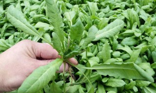 荠菜的外形特征和样子 荠菜生长在哪里呢