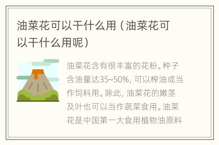 油菜花可以干什么用（油菜花可以干什么用呢）