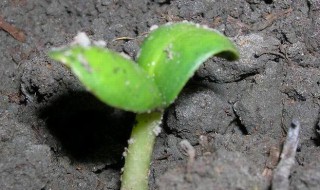 花种子的保存方法如下 花种子的保存方法是什么