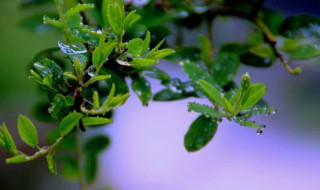 春雨绵绵是什么意思 春雨绵绵的意思介绍