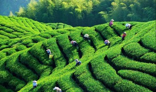 茶叶的种植方法步骤 大田茶叶的种植方法分享