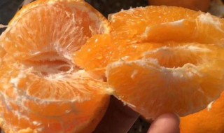 粑粑柑是转基因吗 粑粑柑是不是转基因