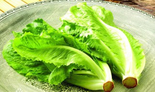 玻璃菜是什么菜 玻璃菜介绍