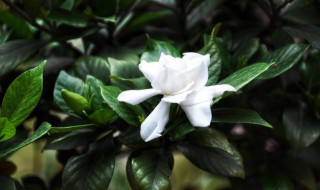 栀子花开花方法和注意事项（栀子花开花时应该注意什么?）