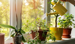 室内植物摆放风水 室内植物摆放风水说明