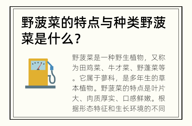 野菠菜的特点与种类 野菠菜是什么？