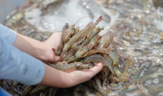 捕虾用什么方法 捕虾的方法是什么