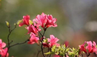 杜鹃花寓意及象征 关于杜鹃花的寓意介绍
