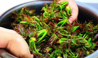 香椿为什么要焯水 香椿要焯水原因