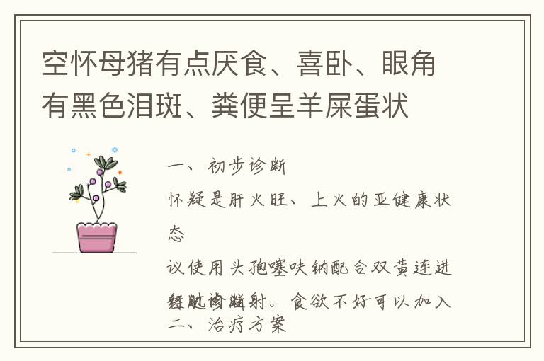 空怀母猪有点厌食、喜卧、眼角有黑色泪斑、粪便呈羊屎蛋状