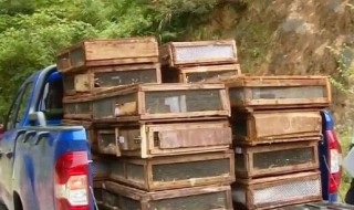怎么养蛇 养蛇的方法