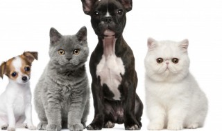 猫咪得了猫瘟怎么办 猫咪得了猫瘟怎么办没钱治疗