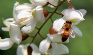 槐花的养殖方法和技巧 槐花怎么养殖