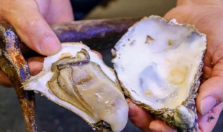 怎么开生蚝壳最简单 开生蚝壳方法