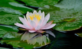 四季碗莲种植方法（四季碗莲的种植方法）
