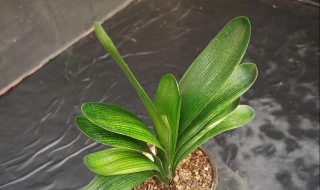 对子兰的种植方法 对子兰的水培方法