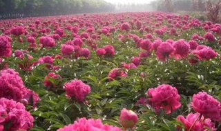 菏泽牡丹几月份开花 菏泽牡丹多少月份开花