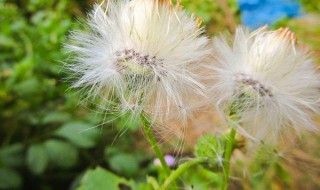 夏枯草和蒲公英可以一起吃吗 夏枯草和蒲公英能不能一起吃