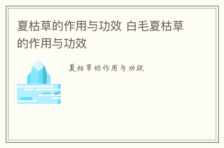 夏枯草的作用与功效 白毛夏枯草的作用与功效