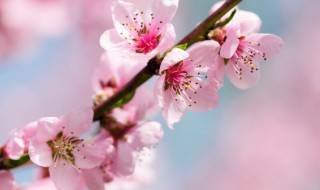 桃树v字形种植方法 v字形桃树栽培技术