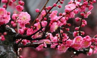 梅花是什么季节 梅花介绍