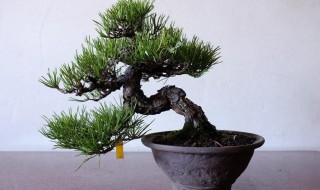 黑松种植技巧 黑松怎么种植