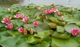 水莲花怎么养 如何养水莲花