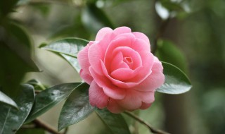 怎么给花浇水 给花浇水的技巧