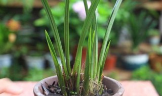 兰花土的种植方法和注意事项 兰花如何种植