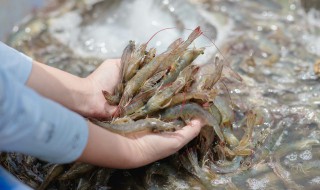 海白虾和基围虾的区别是什么 怎么区别海白虾和基围虾