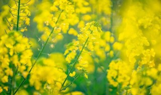 赏油菜花文案 赏油菜花的朋友圈文案